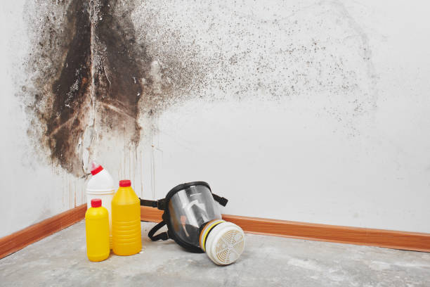 Best Local Mold Removal Service  in Columbia, CA