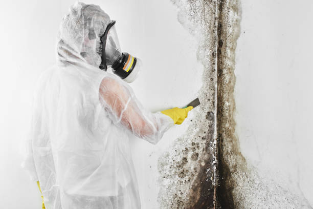 Best Mold Removal Company Near Me  in Columbia, CA