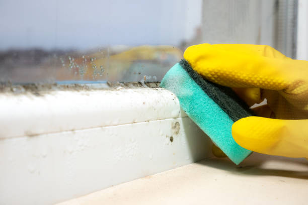 Best Mold Damage Repair  in Columbia, CA