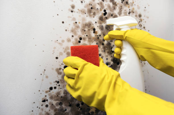 Best Office Mold Removal Services  in Columbia, CA